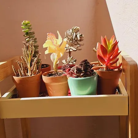 דירה Nuci's Place 3, Cozy 1 Bedroom With Balcony Near Bllok טיראנה